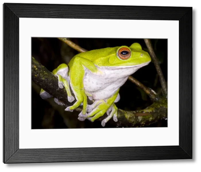 Framed Print : Japanese Rhacophoprid Frog Framed Print : Japanese Rhacophoprid Frog