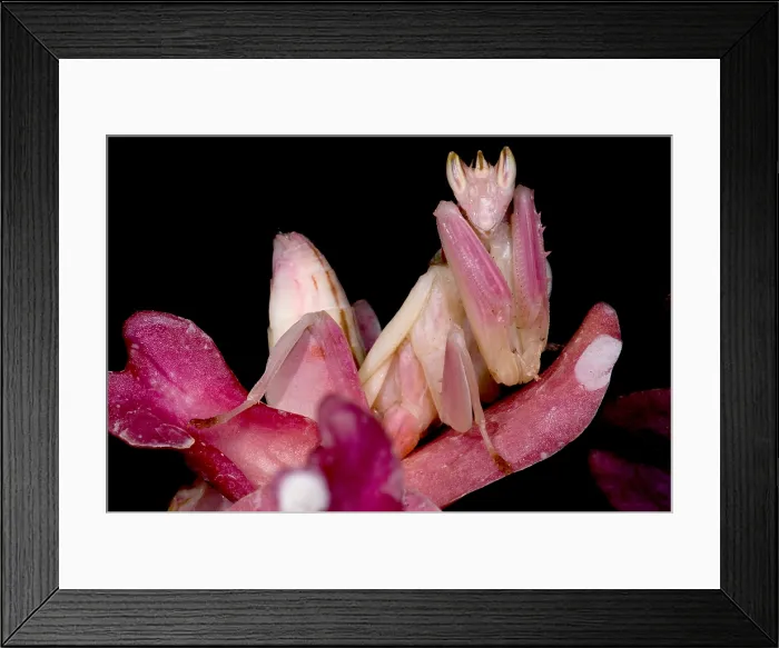 Framed Print : Orchid Mantis Framed Print : Orchid Mantis
