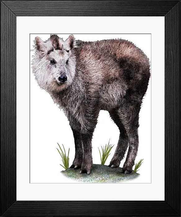 Framed Print : Japanese Serow Framed Print : Japanese Serow