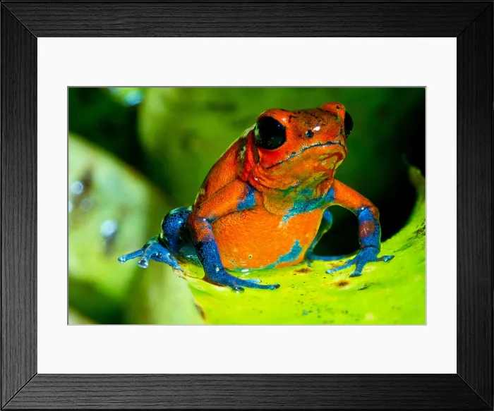 Framed Print : Strawberry Poison Dart Frog