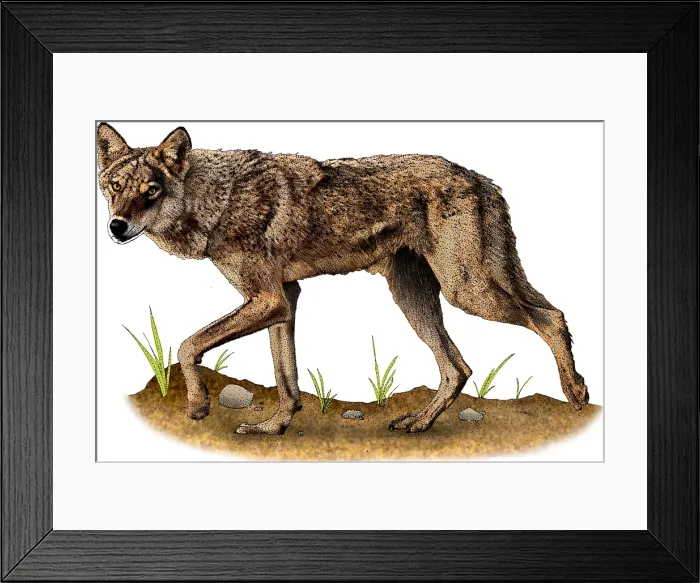 Framed Print : Indian wolf