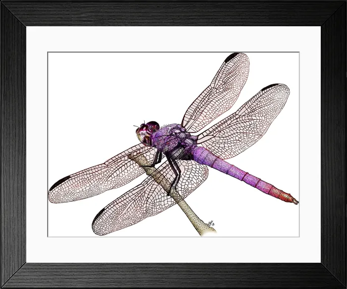 Framed Print : Roseate Skimmer Dragonfly Framed Print : Roseate Skimmer Dragonfly