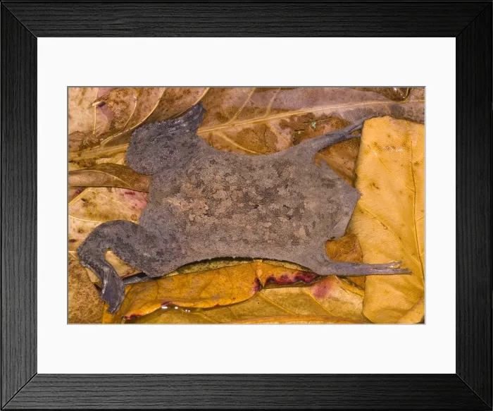 Framed Print : Surinam Toad Framed Print : Surinam Toad