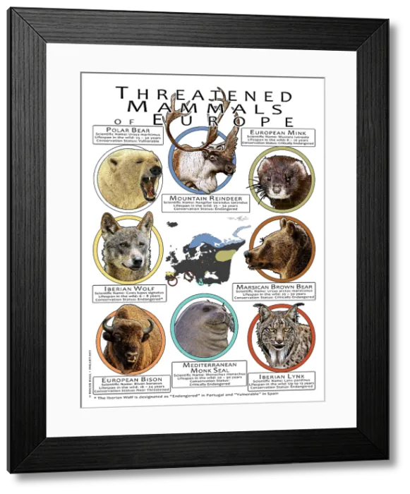 Framed Print : Threatened Mammals of Europe Framed Print : Threatened Mammals of Europe