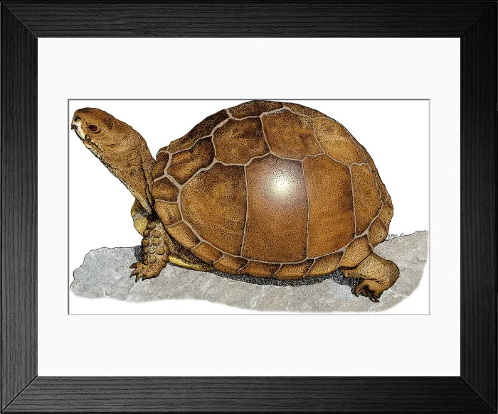 Framed Print : Three Toed Box Turtle Framed Print : Three Toed Box Turtle