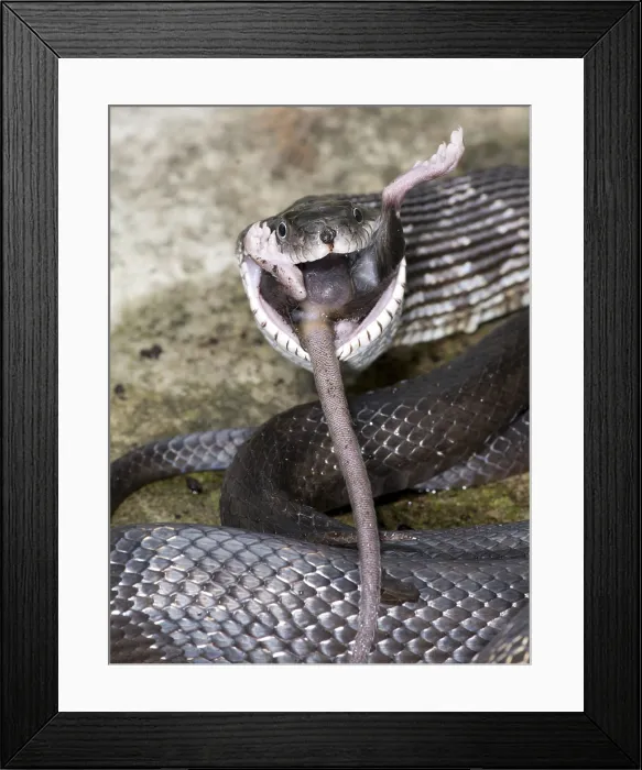 Framed Print : Black Rat Snake feeding Framed Print : Black Rat Snake feeding