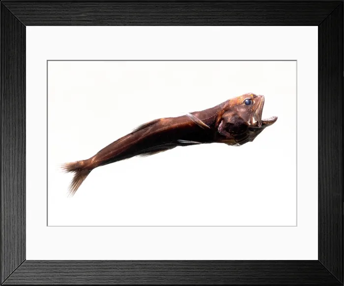 Framed Print : Deep-Sea Swallower Framed Print : Deep-Sea Swallower