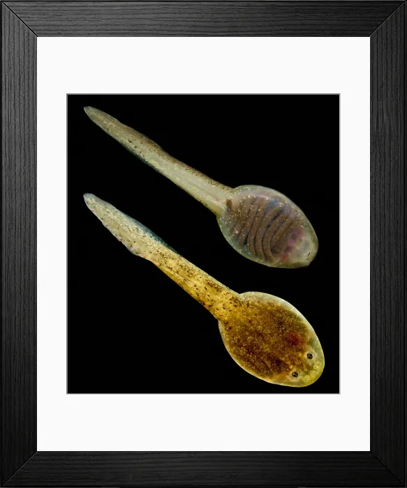 Framed Print : Mehu n Green Frog Tadpoles Framed Print : Mehu n Green Frog Tadpoles