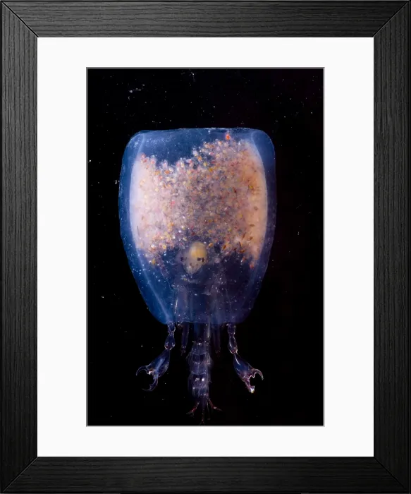 Framed Print : Phronima. This species of Phronima, an amphipod crustacean, has hollowed out Framed Print : Phronima. This species of Phronima, an amphipod crustacean, has hollowed out