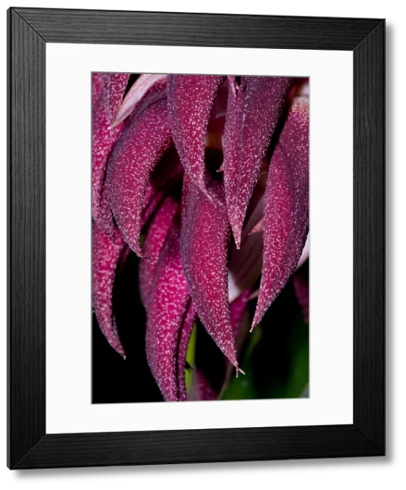 Framed Print : Bulbophyllum Orchid Framed Print : Bulbophyllum Orchid