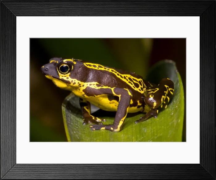 Framed Print : Harlequin Frog Framed Print : Harlequin Frog