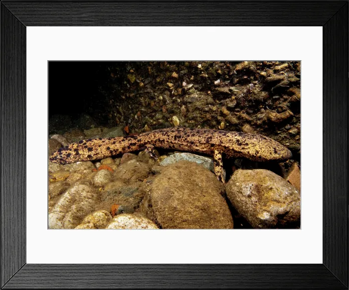 Framed Print : Japanese Giant Salamander (Andrias japonicus) Framed Print : Japanese Giant Salamander (Andrias japonicus)