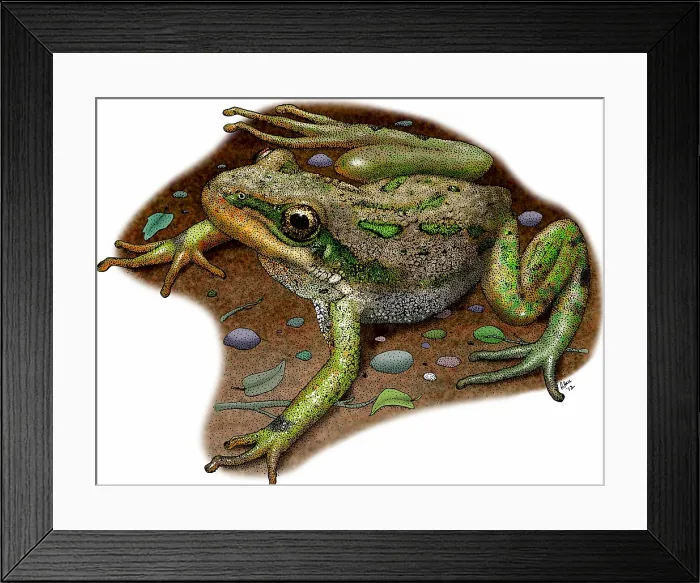 Framed Print : Boreal chorus frog Framed Print : Boreal chorus frog
