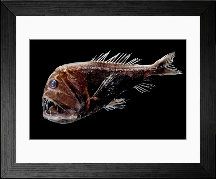 Framed Print : Fangtooth. The Fangtooth, Anoplogaster cornuta Framed Print : Fangtooth. The Fangtooth, Anoplogaster cornuta