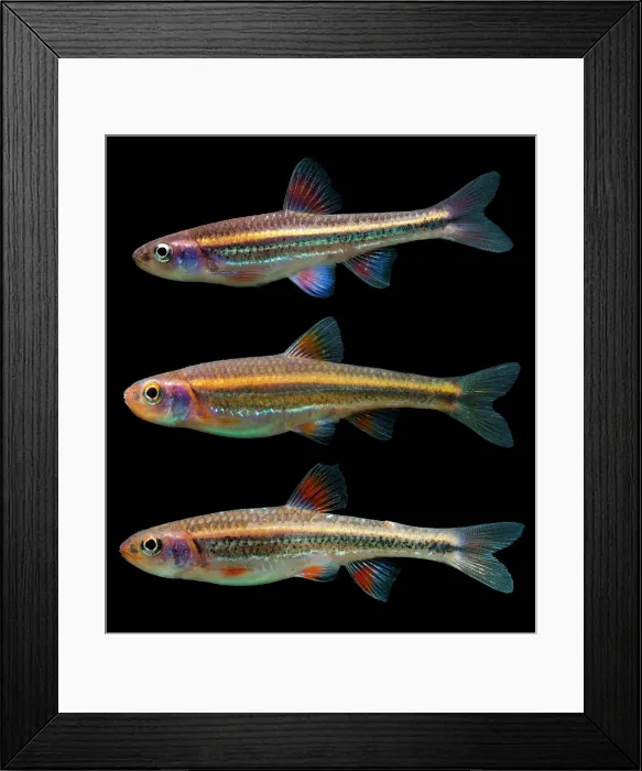 Framed Print : Rainbow Shiners (Notropis chrosomus) Framed Print : Rainbow Shiners (Notropis chrosomus)