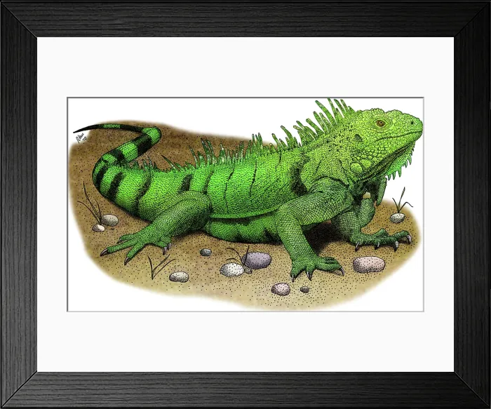 Framed Print : Green iguana Framed Print : Green iguana