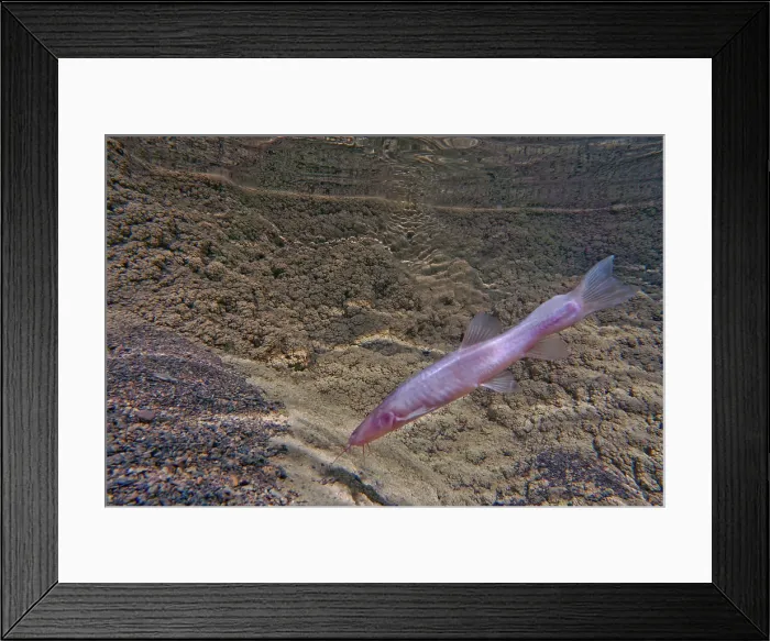 Framed Print : Blind Cave Loach (Triplophysa dongganensis) Framed Print : Blind Cave Loach (Triplophysa dongganensis)