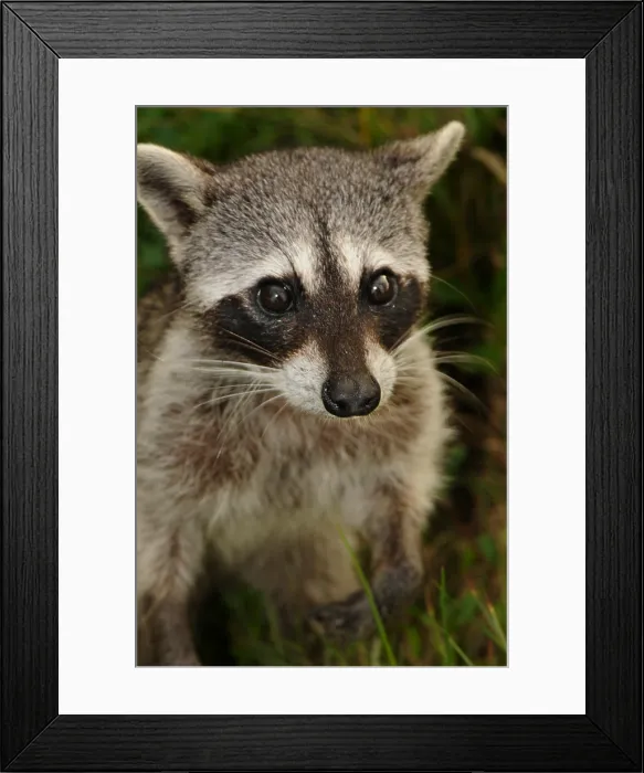 Framed Print : Cozumel raccoon (Procyon pygmaeus) Framed Print : Cozumel raccoon (Procyon pygmaeus)