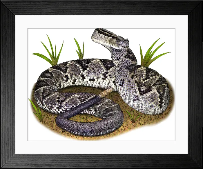 Framed Print : Tropical Rattlesnake, Illustration Framed Print : Tropical Rattlesnake, Illustration