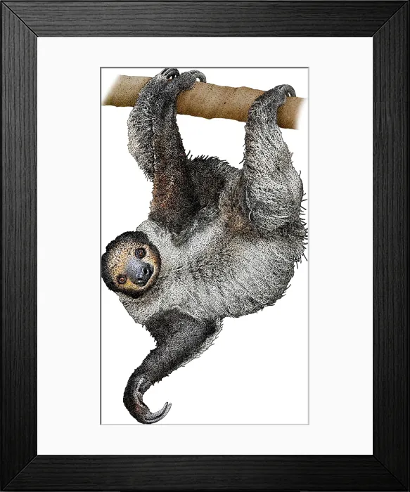 Framed Print : Linnaeus's Two-toed Sloth, Illustration Framed Print : Linnaeus's Two-toed Sloth, Illustration