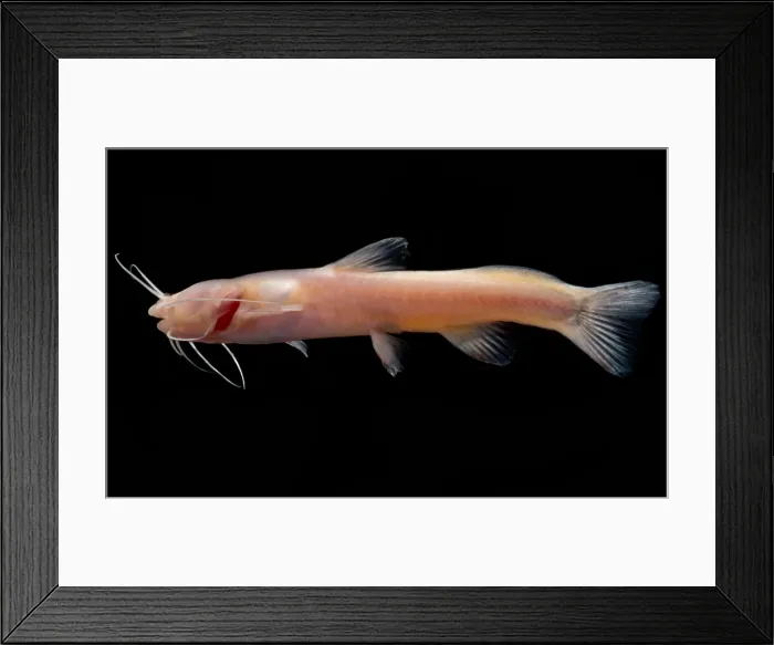 Framed Print : Chinese Blindcat (Xiurenbagrus dorsalis)