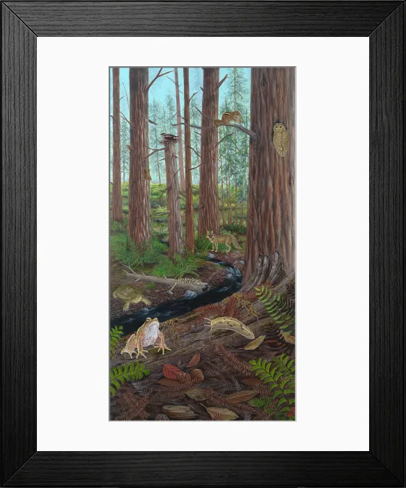 Framed Print : Redwood Forest Framed Print : Redwood Forest