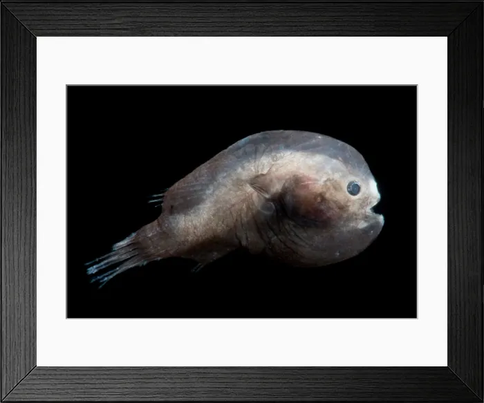 Framed Print : Bearded Seadevil Juvenile (Linophryne sp.) Framed Print : Bearded Seadevil Juvenile (Linophryne sp.)
