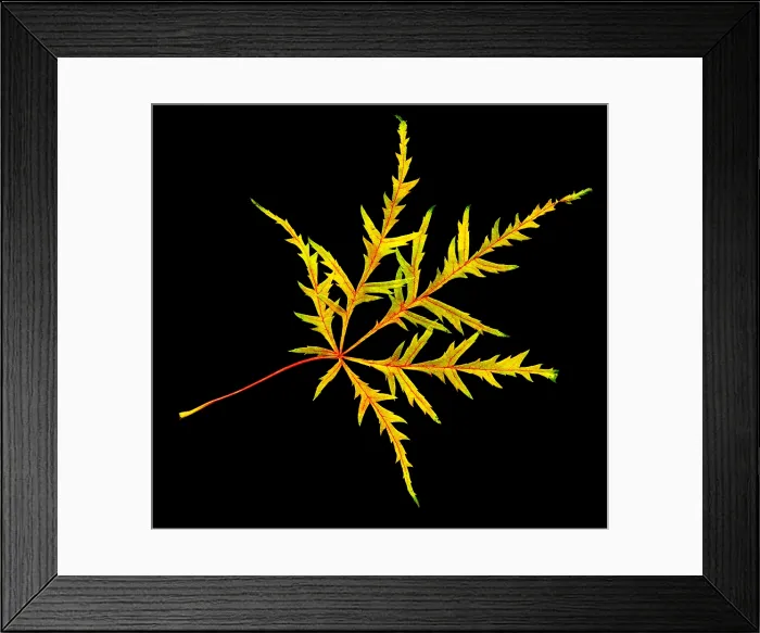Framed Print : Japanese Maple Leaf Framed Print : Japanese Maple Leaf