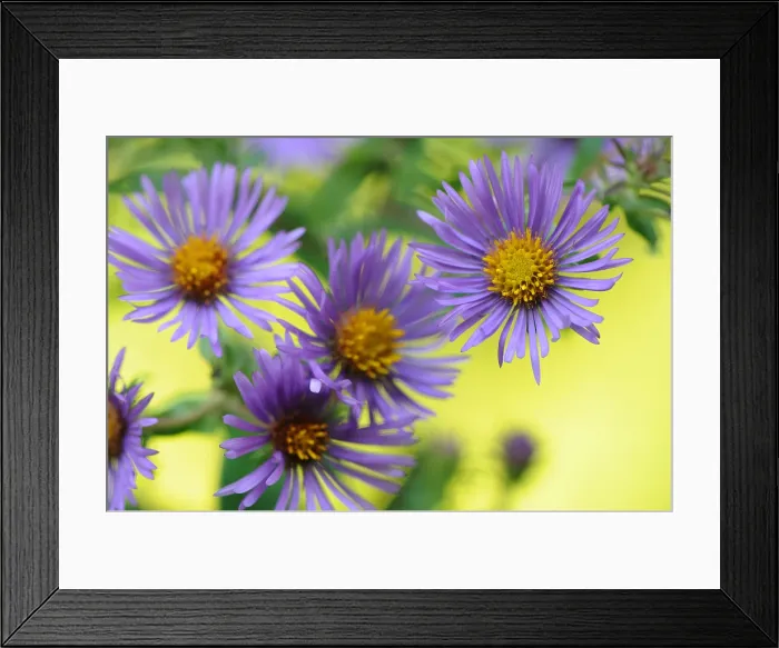 Framed Print : New England Aster Framed Print : New England Aster