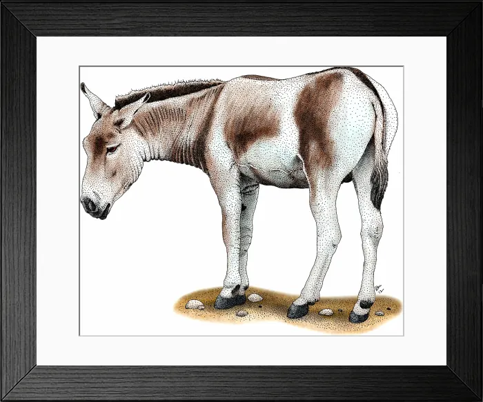 Framed Print : Mongolian wild ass Framed Print : Mongolian wild ass