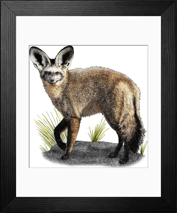 Framed Print : Bat Eared Fox Framed Print : Bat Eared Fox