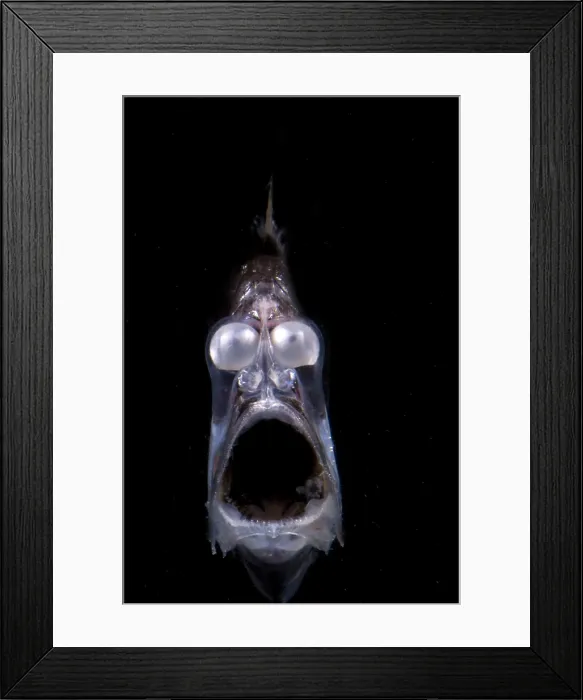 Framed Print : Deep Sea Hatchetfish Framed Print : Deep Sea Hatchetfish