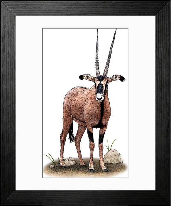 Framed Print : Fringe Eared Oryx