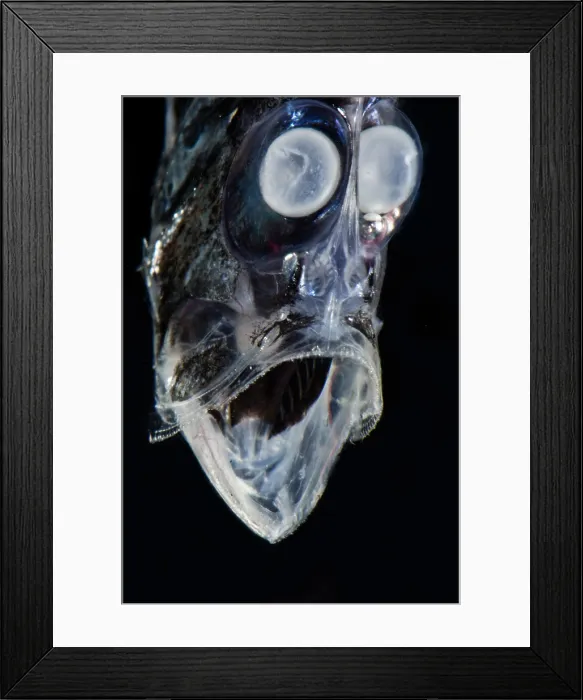 Framed Print : Half-naked Hatchetfish (Argyropelecus hemigymnus) Framed Print : Half-naked Hatchetfish (Argyropelecus hemigymnus)