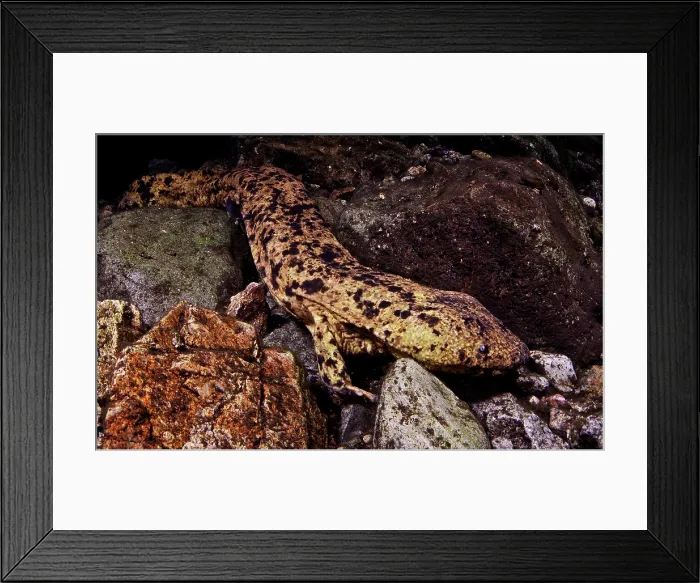 Framed Print : Japanese Giant Salamander (Andrias japonicus) Framed Print : Japanese Giant Salamander (Andrias japonicus)