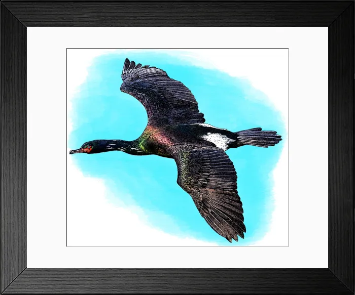 Framed Print : Pelagic Cormorant Framed Print : Pelagic Cormorant