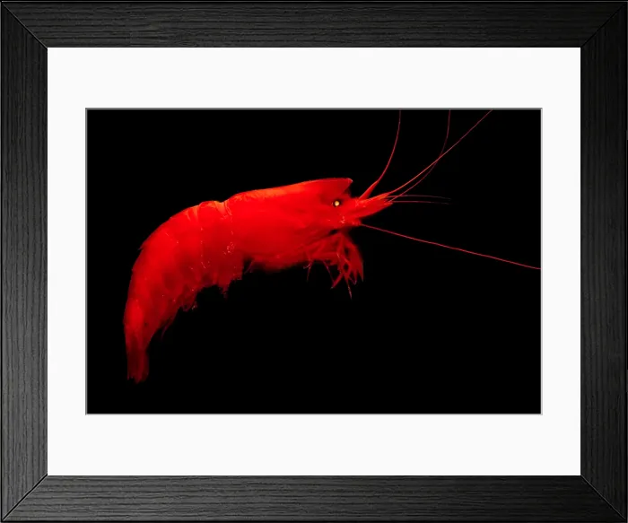 Framed Print : Deep-Sea Prawn Framed Print : Deep-Sea Prawn