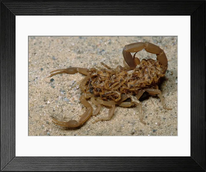 Framed Print : Scorpion with Young Framed Print : Scorpion with Young