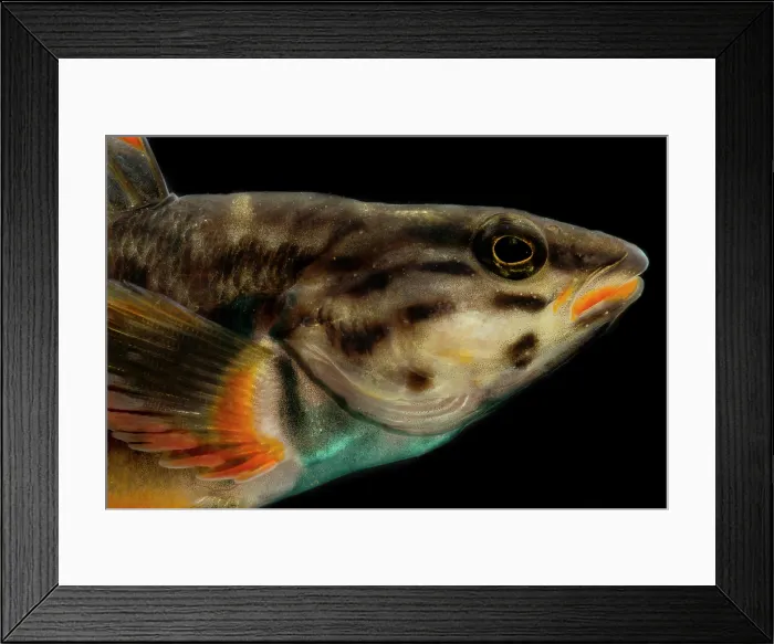 Framed Print : Redline Darter (Etheostoma rufilineatum) Framed Print : Redline Darter (Etheostoma rufilineatum)
