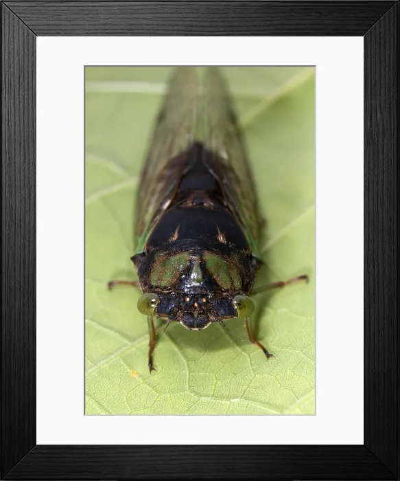 Framed Print : Green Annual Cicada Framed Print : Green Annual Cicada