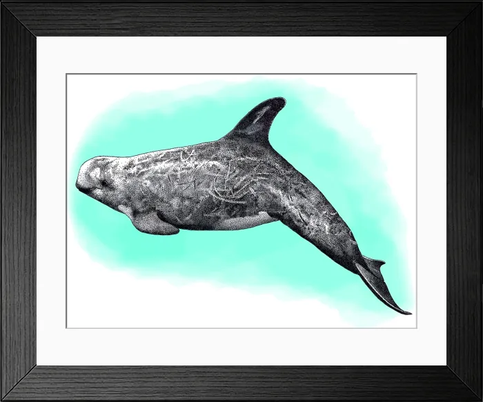 Framed Print : Rissos dolphin Framed Print : Rissos dolphin