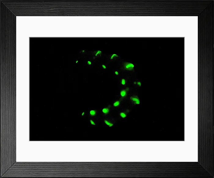 Framed Print : Bioluminescent Railroad Worm Framed Print : Bioluminescent Railroad Worm