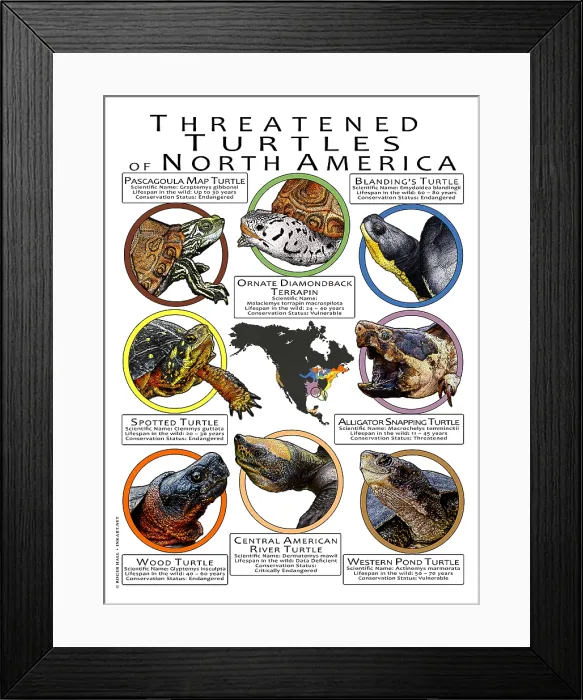 Framed Print : Threatened Turtles of North America Framed Print : Threatened Turtles of North America