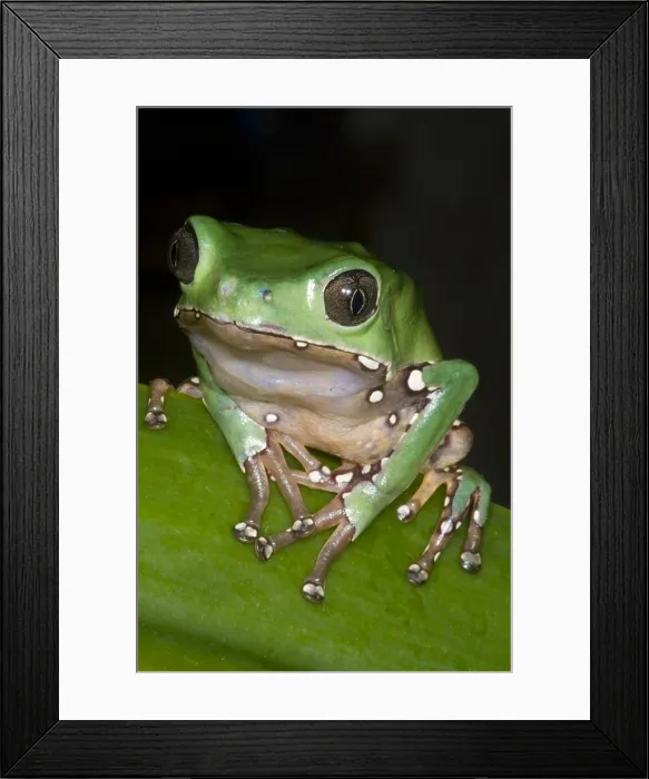 Framed Print : Giant Monkey Frog Framed Print : Giant Monkey Frog