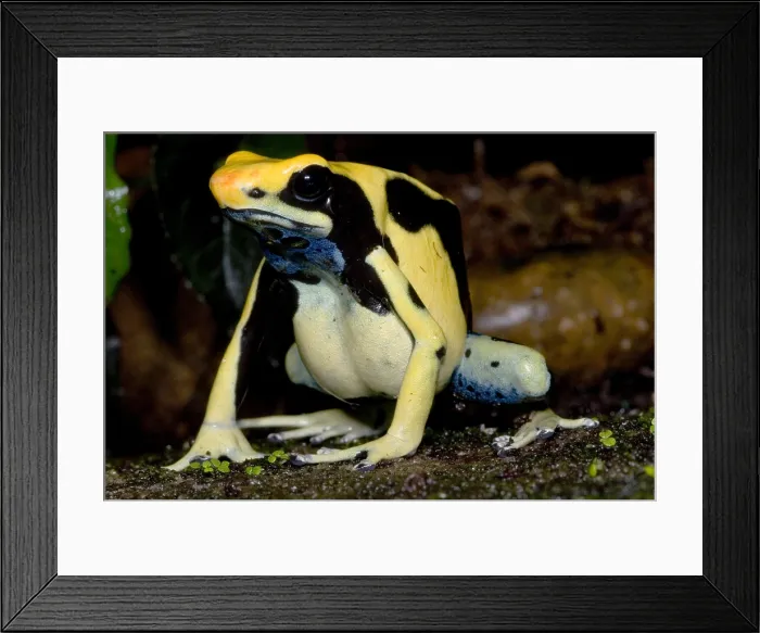 Framed Print : Dyeing Poison Frog Framed Print : Dyeing Poison Frog