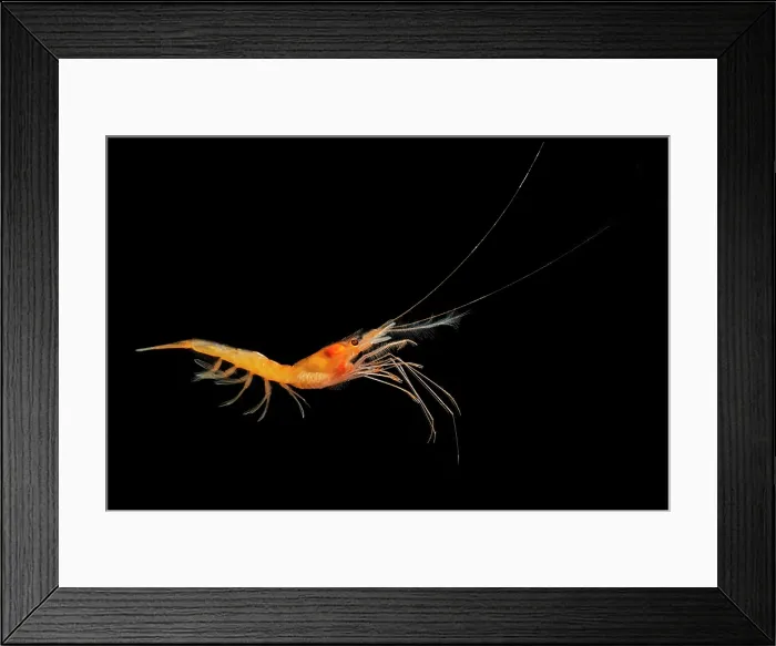 Framed Print : Deep Sea Shrimp Framed Print : Deep Sea Shrimp