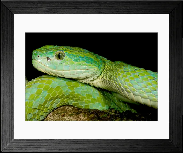 Framed Print : March's Palm Pitviper Framed Print : March's Palm Pitviper
