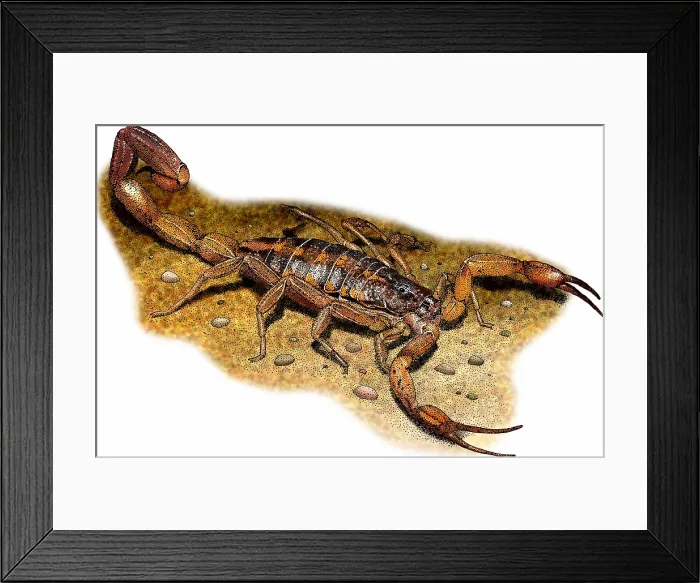 Framed Print : Hentz striped scorpion Framed Print : Hentz striped scorpion