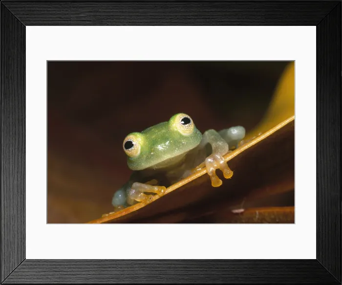 Framed Print : Fleischmann's Glass Frog Framed Print : Fleischmann's Glass Frog