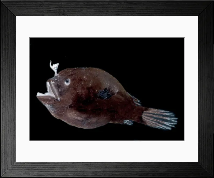 Framed Print : Carlsberg's Dreamer (Oneirodes carlsbergi) Framed Print : Carlsberg's Dreamer (Oneirodes carlsbergi)